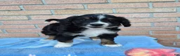 Mini Bernedoodle dogs for sale: Wilson - Ad 2