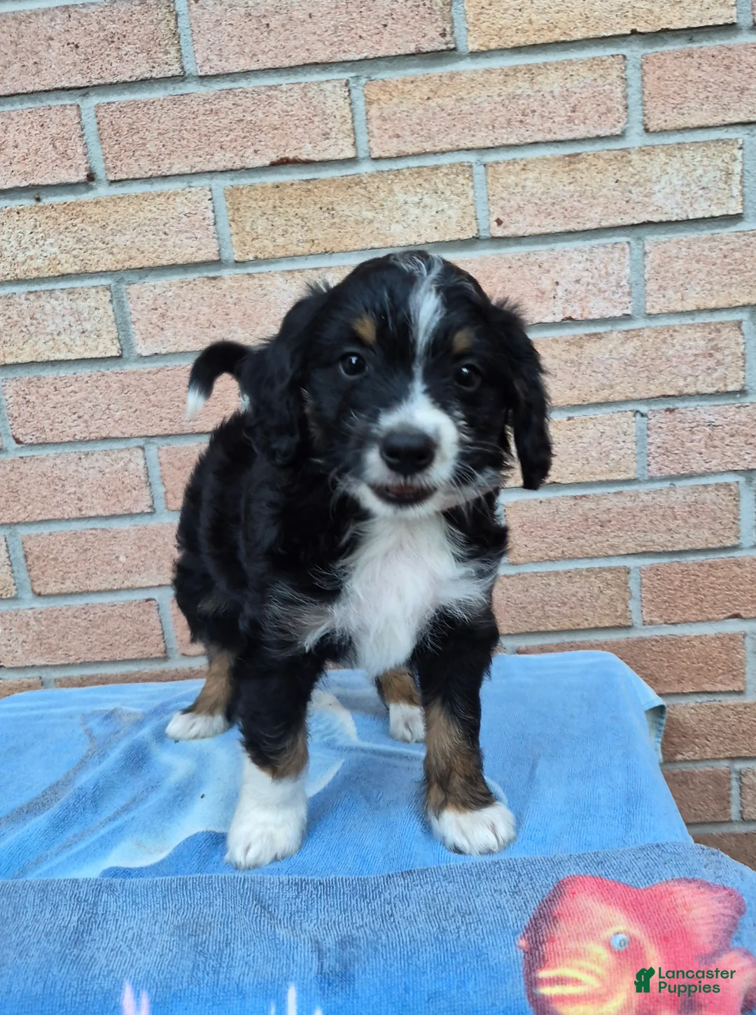 Mini Bernedoodle dogs for sale: Wilson - Ad 2