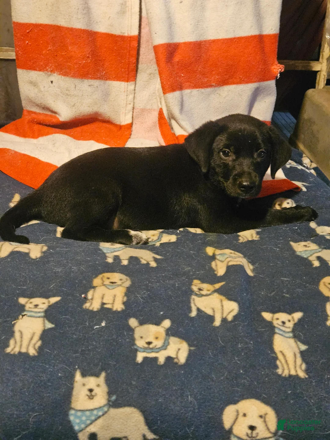Border Collie dogs for sale: Charley (Blueish Eyes) - Ad 2