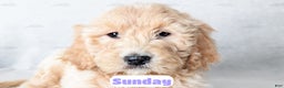 Goldendoodle dogs for sale: Sunday - Ad 8