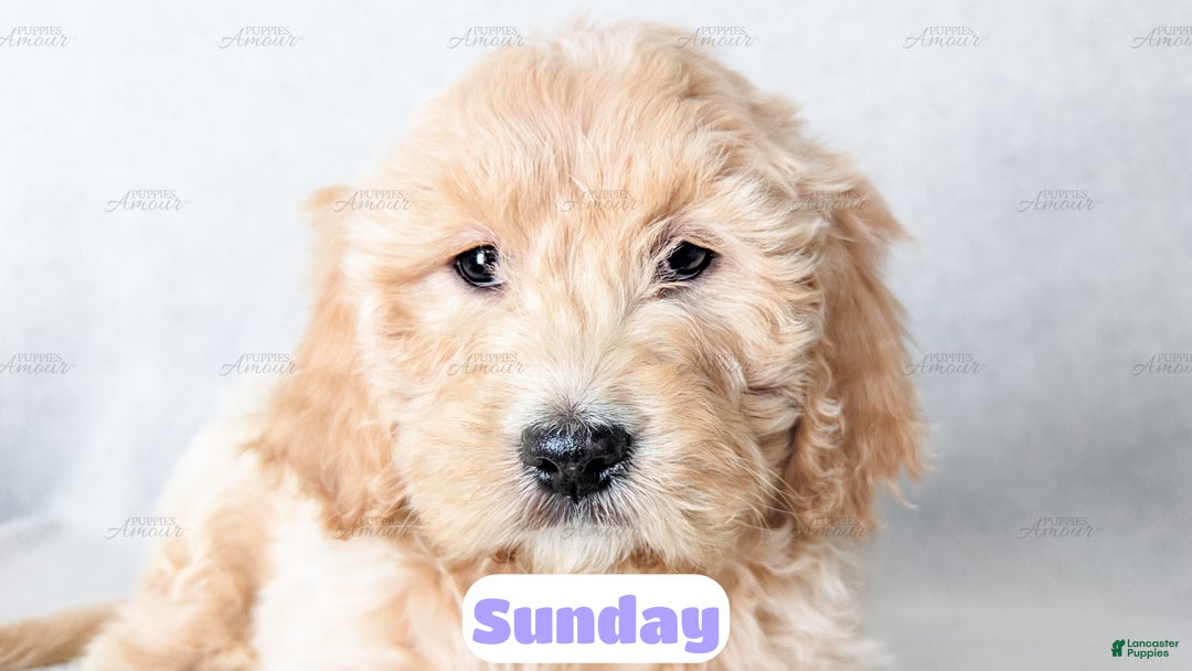 Goldendoodle dogs for sale: Sunday - Ad 8