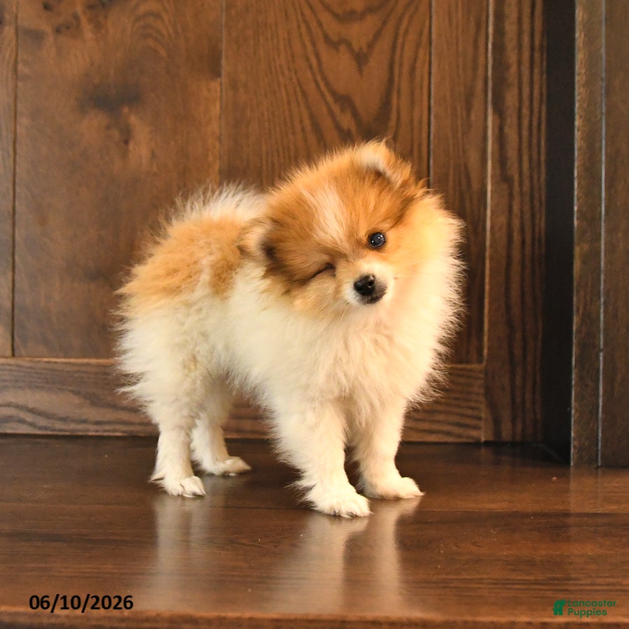 Pomeranian dogs Denver SPECIAL NEEDS - Ad 1