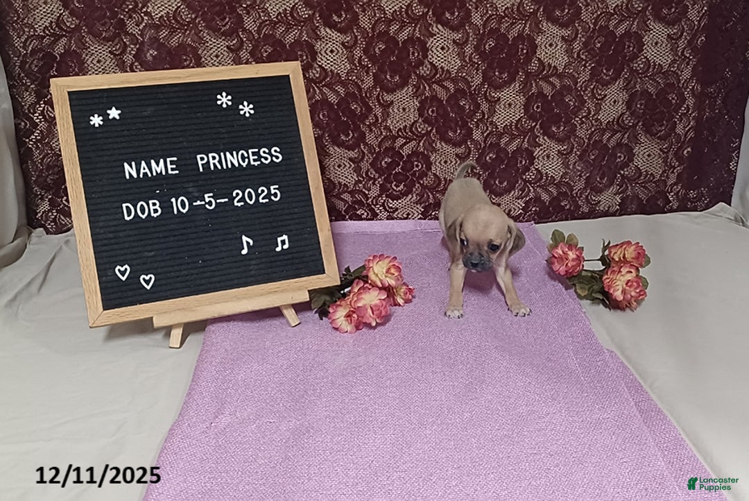 Puggle dogs for sale: Princess - Ad 2