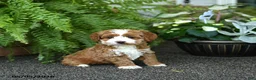 Cockapoo dogs for sale: Cricket - Ad 1