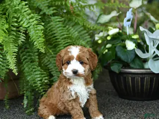 Cockapoo dogs for sale: Cricket - Ad 3