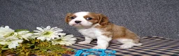 Cavalier King Charles Spaniel dogs for sale: Connor - Ad 4