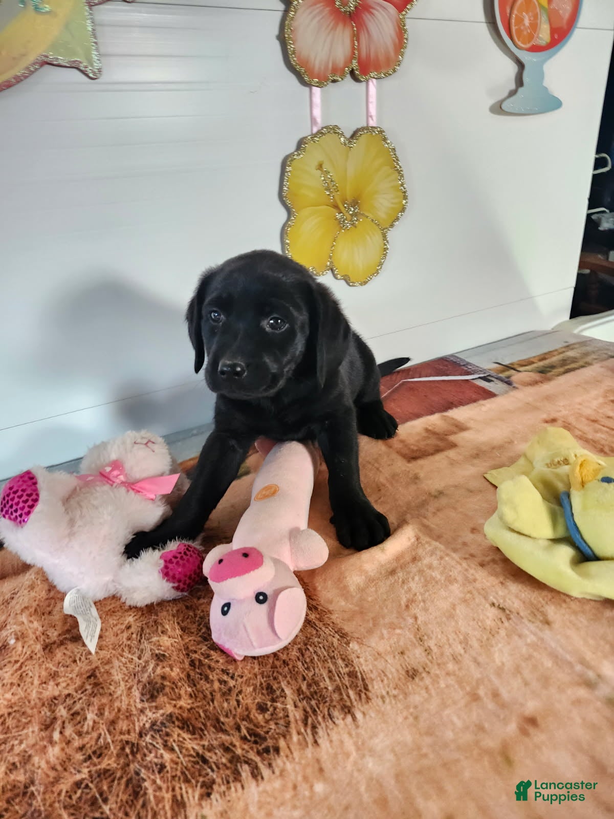 Labrador Retriever dogs Daisy - Ad 1