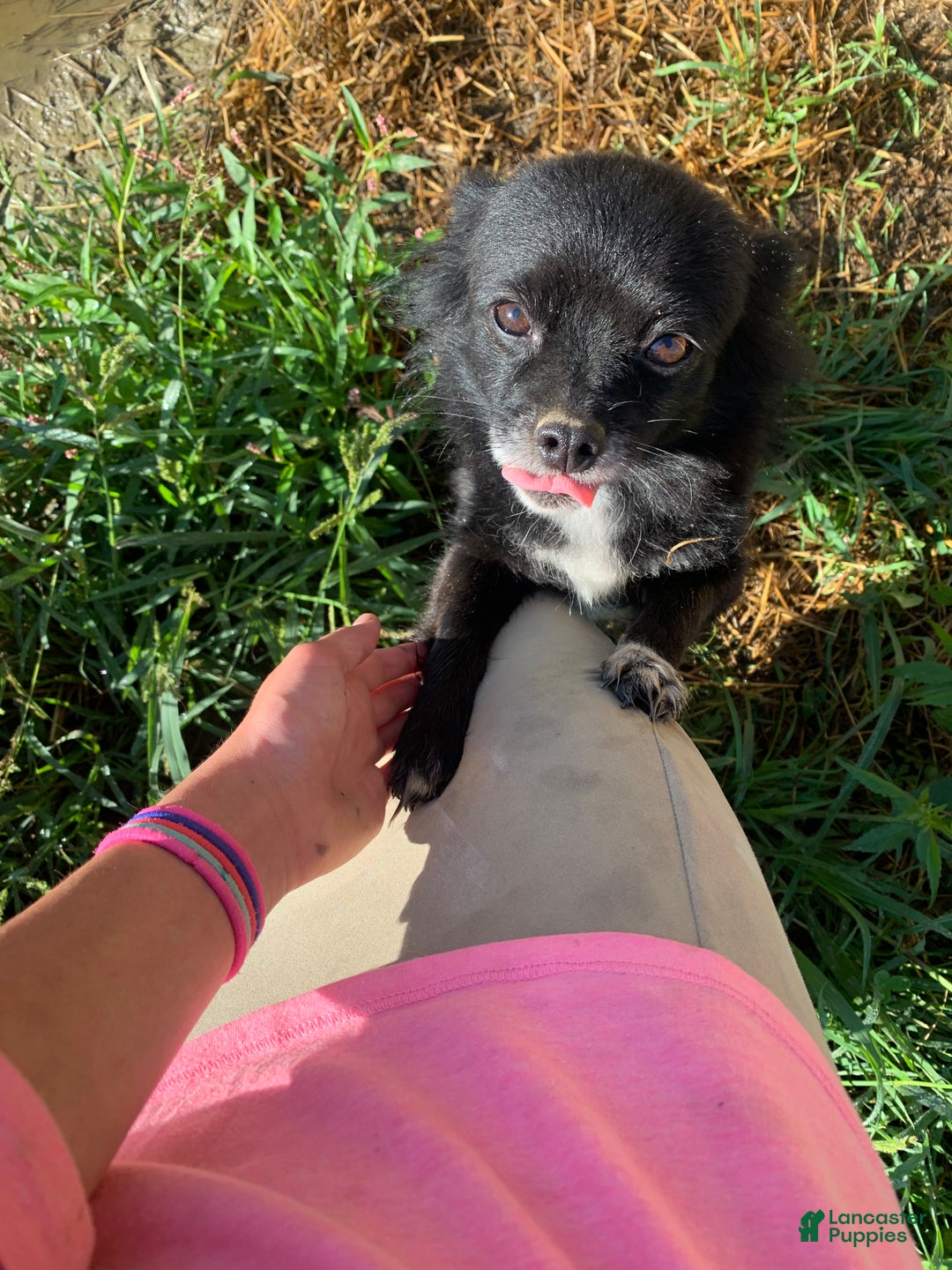 Mixed Breed dogs for sale: Trixie - Ad 5