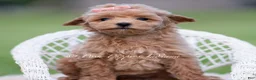 Maltipoo dogs for sale: Journey - Ad 3