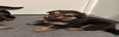 German Shepherd Puppy 3