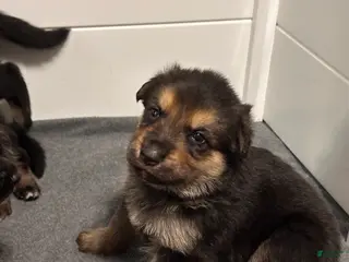 German Shepherd dogs for sale: German Shepherd Puppy 3 - Ad 2