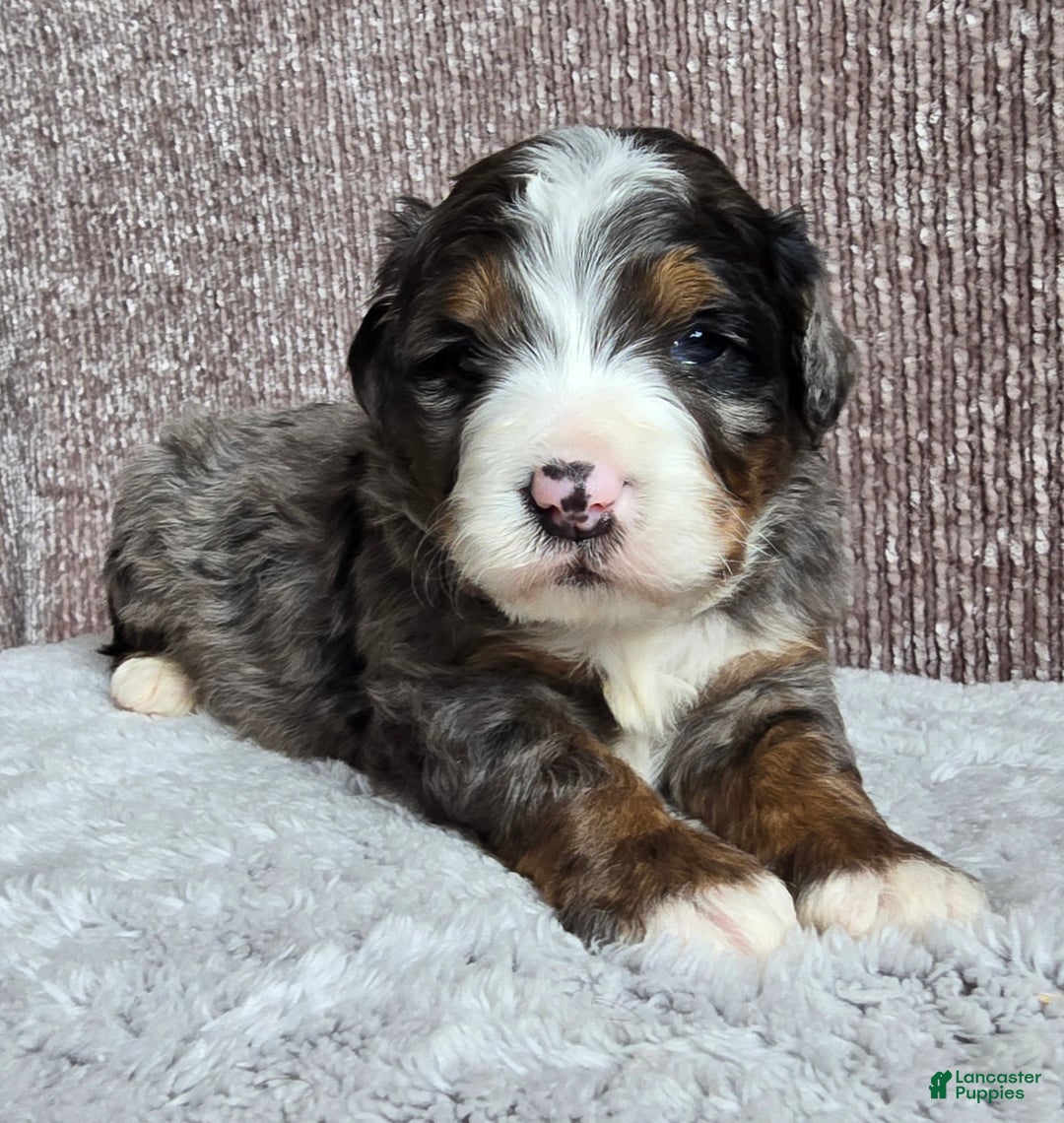 Mini Bernedoodle dogs for sale: Mini Chief - Ad 12