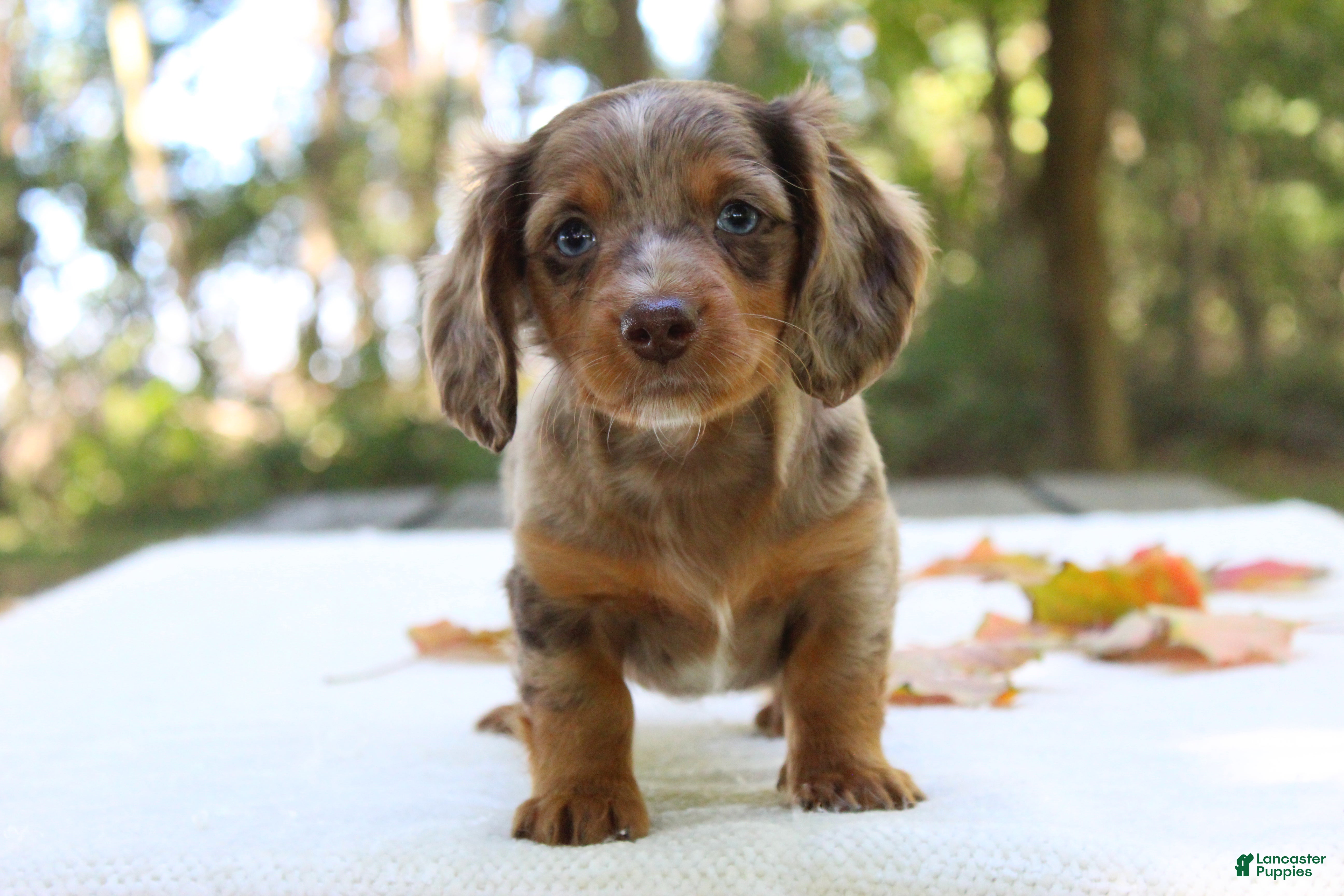 Miniature Dachshund dogs for sale: Seneca - Ad 1