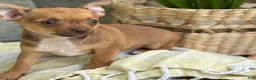 Chihuahua dogs for sale: Rusti - Ad 11