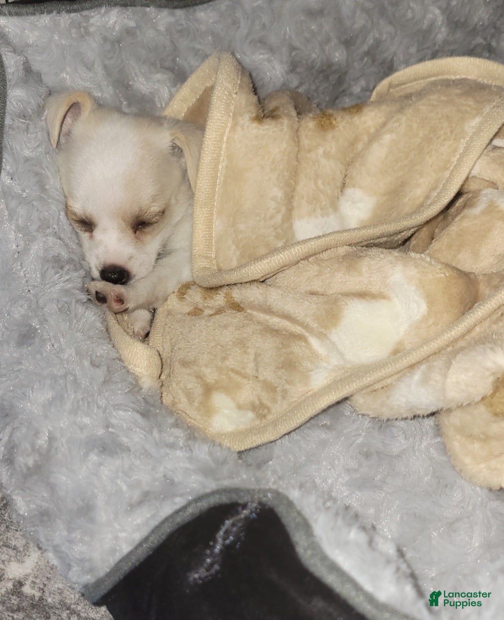 Chiweenie dogs Benjamin "Benji" - Ad 14