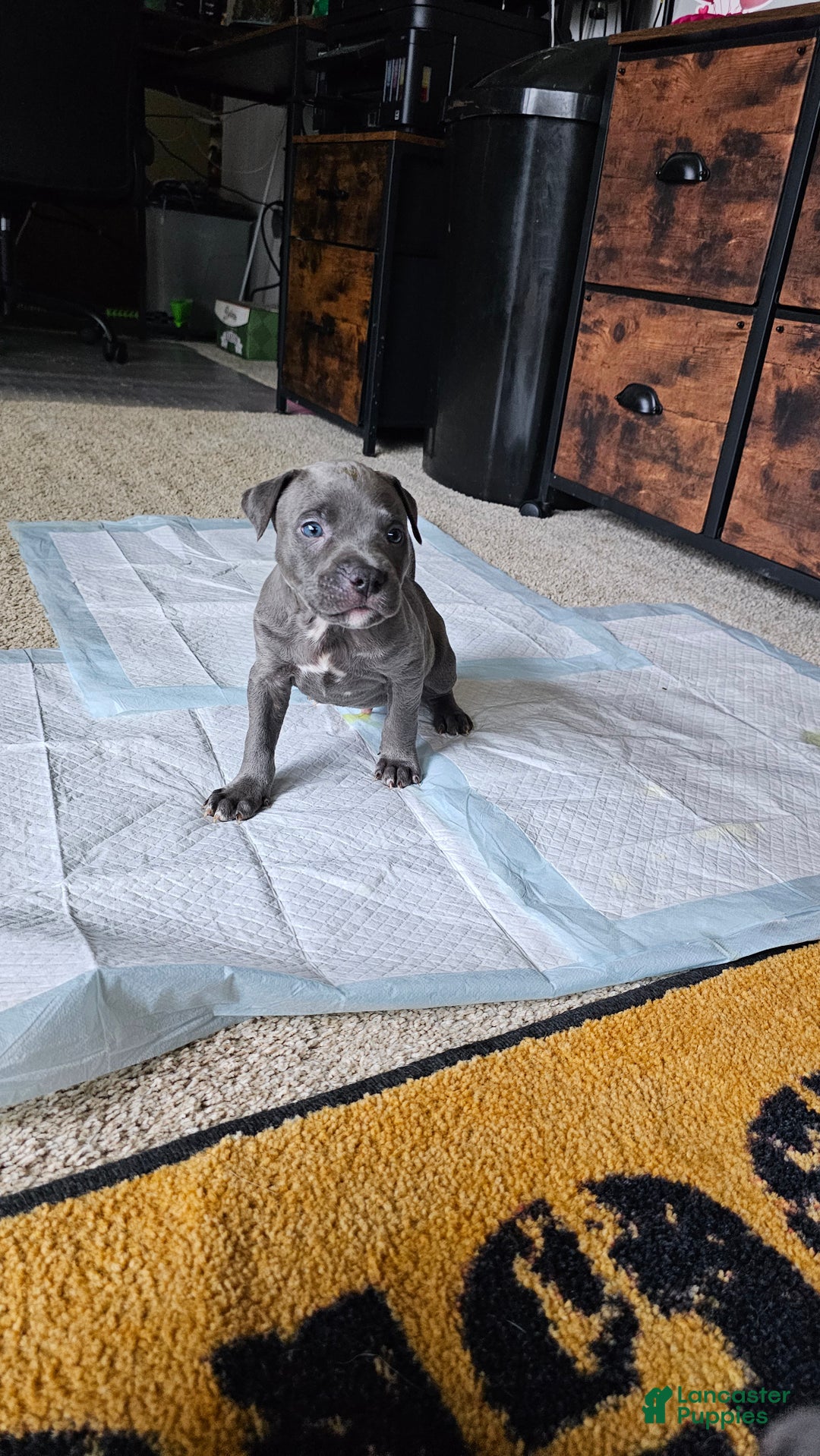 American Pit Bull Terrier dogs for sale: Blue Nose Pitbull Thor - Ad 5