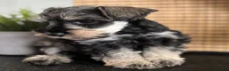 Miniature Schnauzer dogs for sale: Max - Ad 5