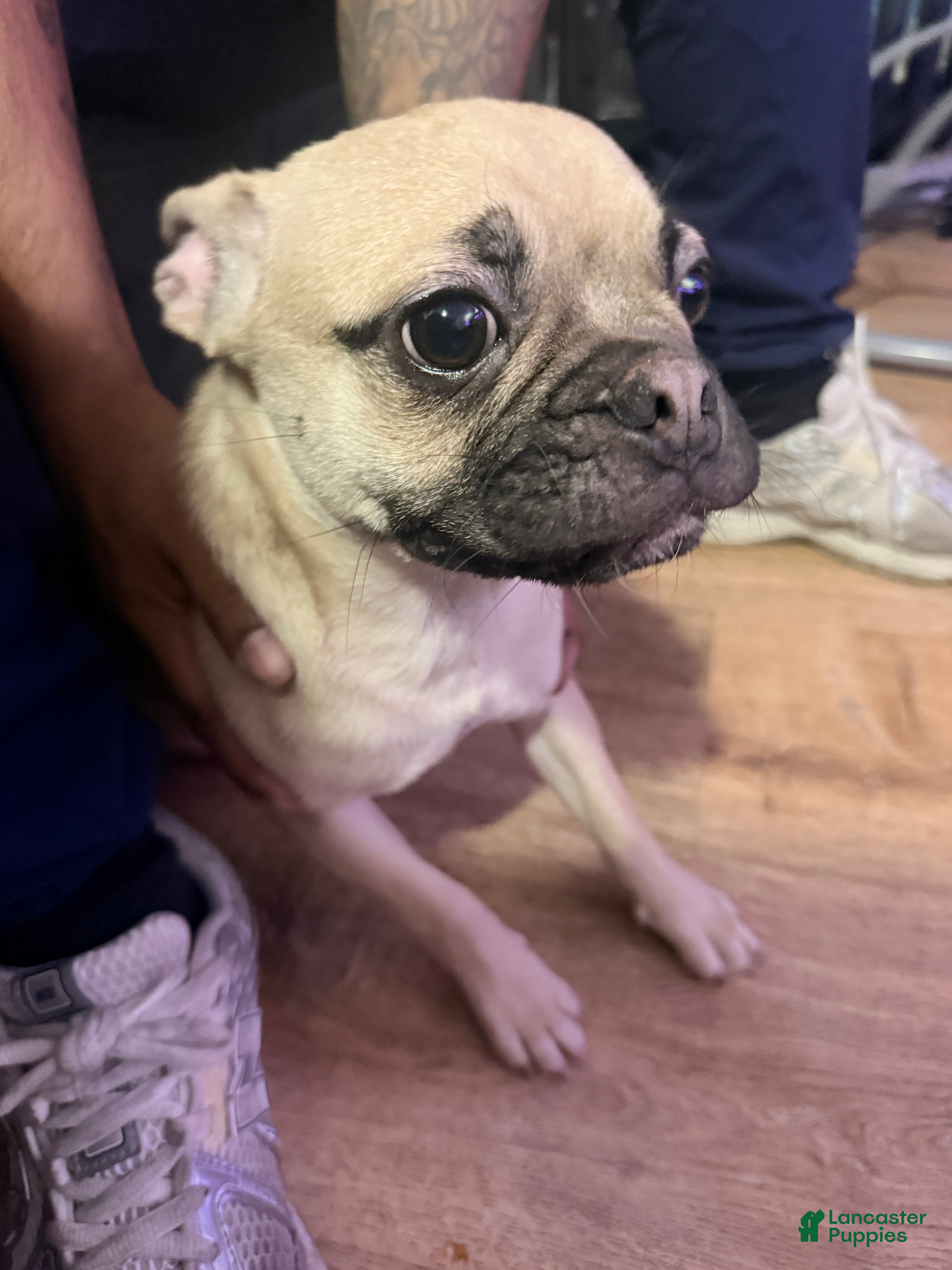 Frug dogs Frug Puppy 1 - Ad 4