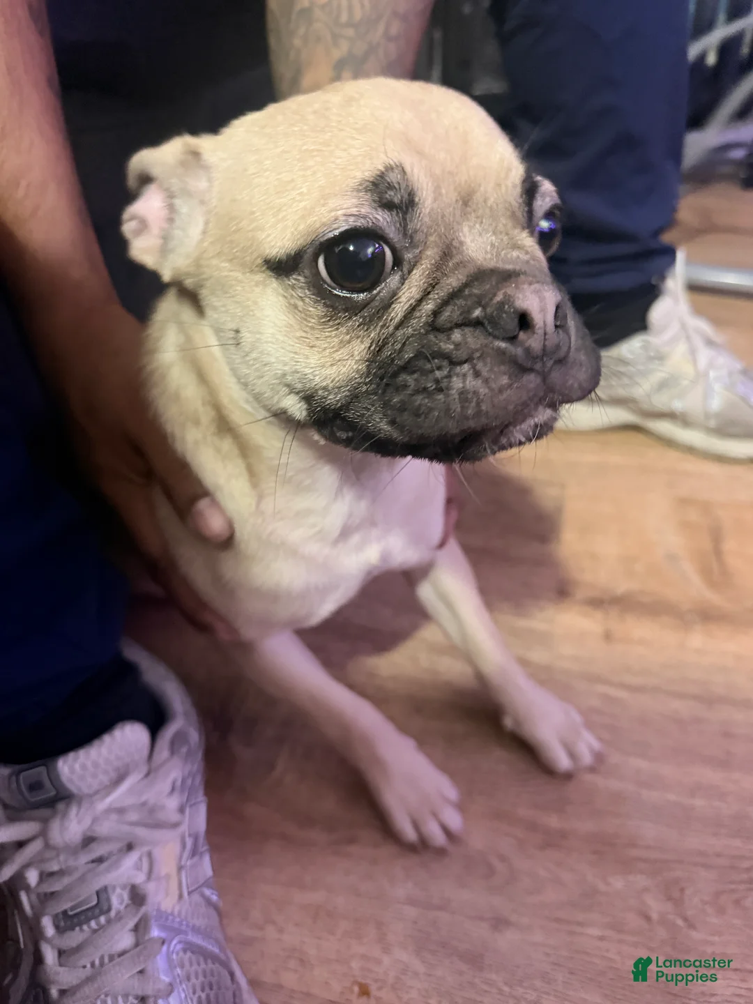 Frug dogs for sale: Frug Puppy 1 - Ad 1