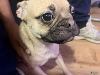 Frug dogs Frug Puppy 1 - Ad 4