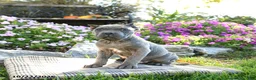 Cane Corso dogs for sale: Titus - Ad 1