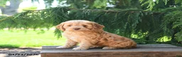 Cockapoo dogs for sale: Tulip - Ad 1