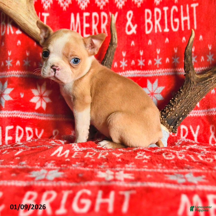 Boston Terrier dogs Iris - Ad 40