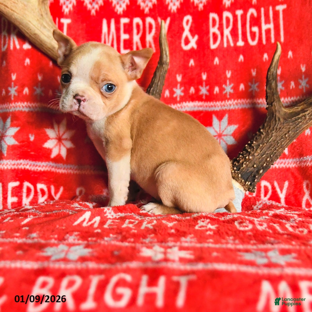 Boston Terrier dogs for sale: Iris - Ad 1