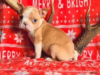 Boston Terrier dogs Iris - Ad 42