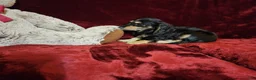 Miniature Dachshund dogs for sale: JASPER - Ad 3