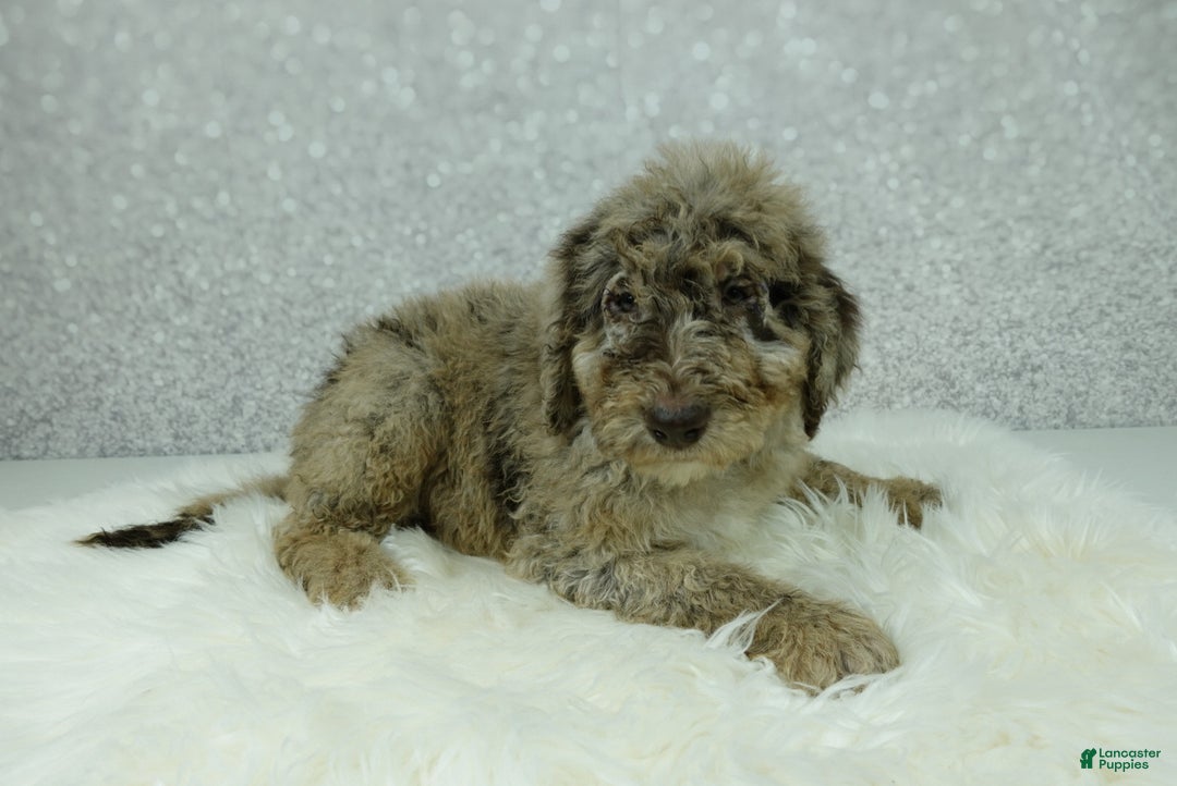 Newfypoo dogs for sale: Tucker - Ad 2