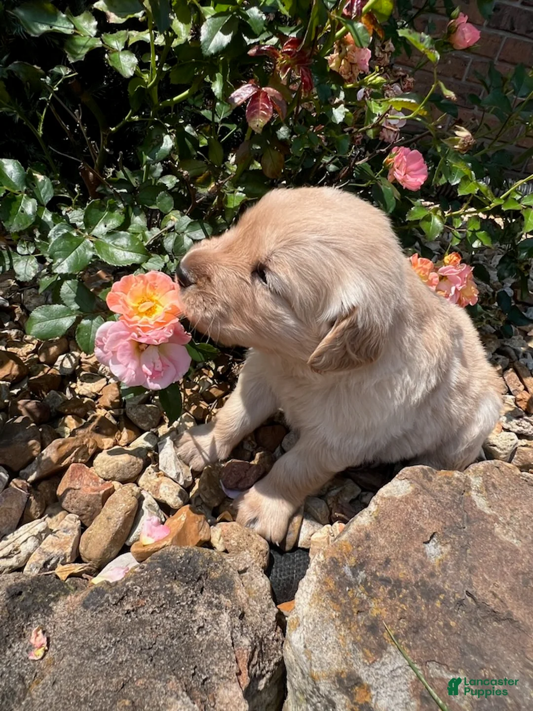 Golden Retriever dogs for sale: Evie - Ad 2