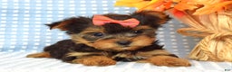 Yorkshire Terrier dogs for sale: Carly  - Ad 11