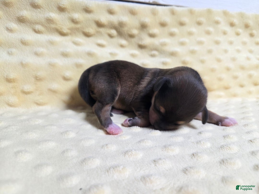 Mixed Breed dogs for sale: Holy - Ad 4