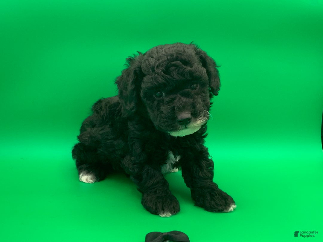 Toy Poodle dogs for sale: Billy - Ad 9
