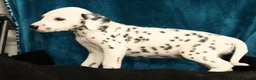 Dalmatian dogs for sale: Daisy - Ad 6