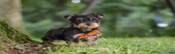 Yochon dogs for sale: Teddy - Ad 5
