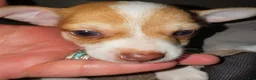 Chihuahua dogs for sale: Tinker bell  - Ad 1