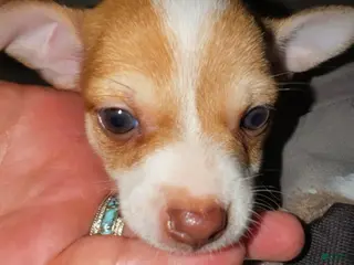 Chihuahua dogs Tinker bell - Ad 36