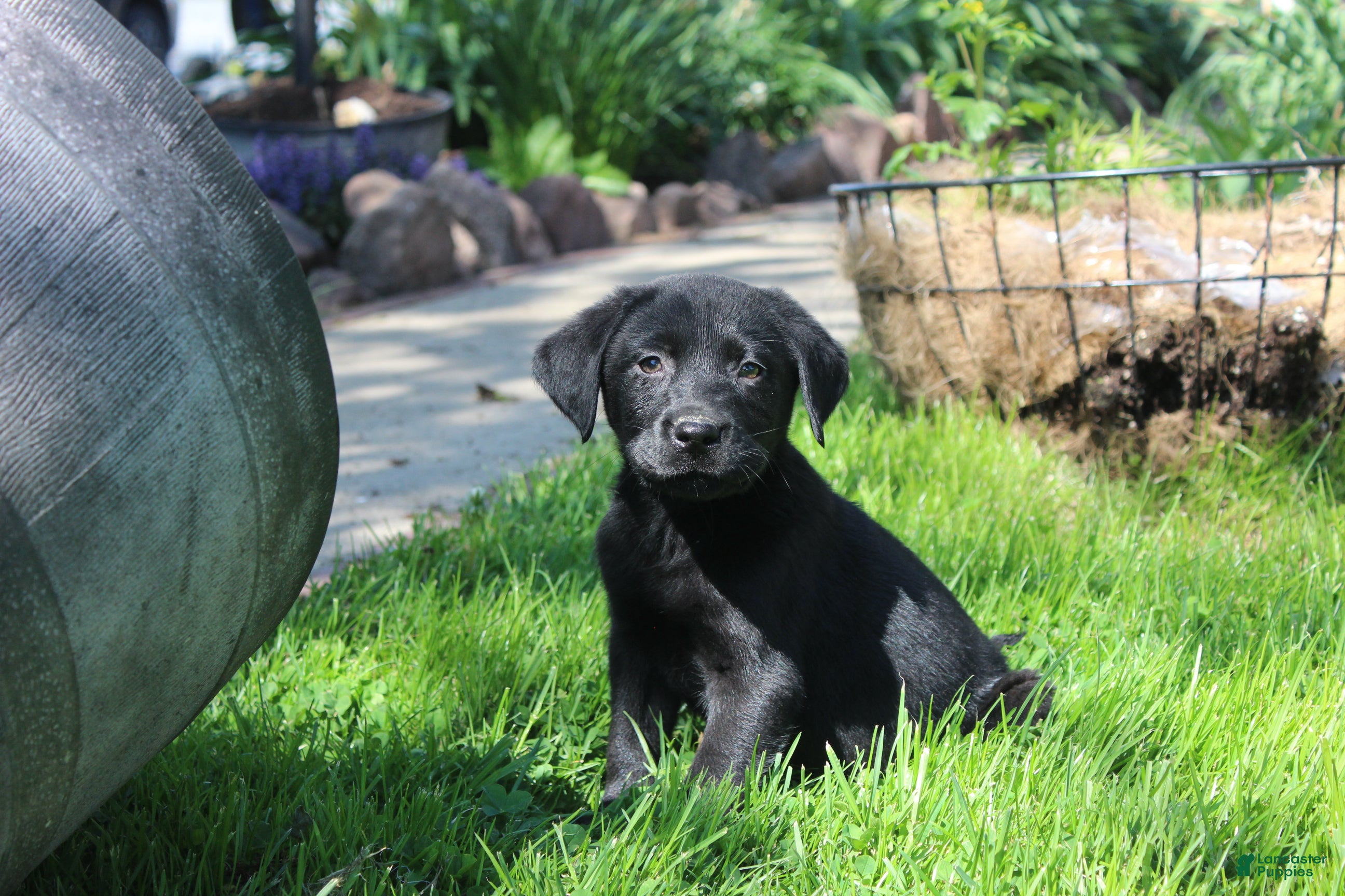 Labrador Retriever dogs Labrador Retriever Winston - Ad 2