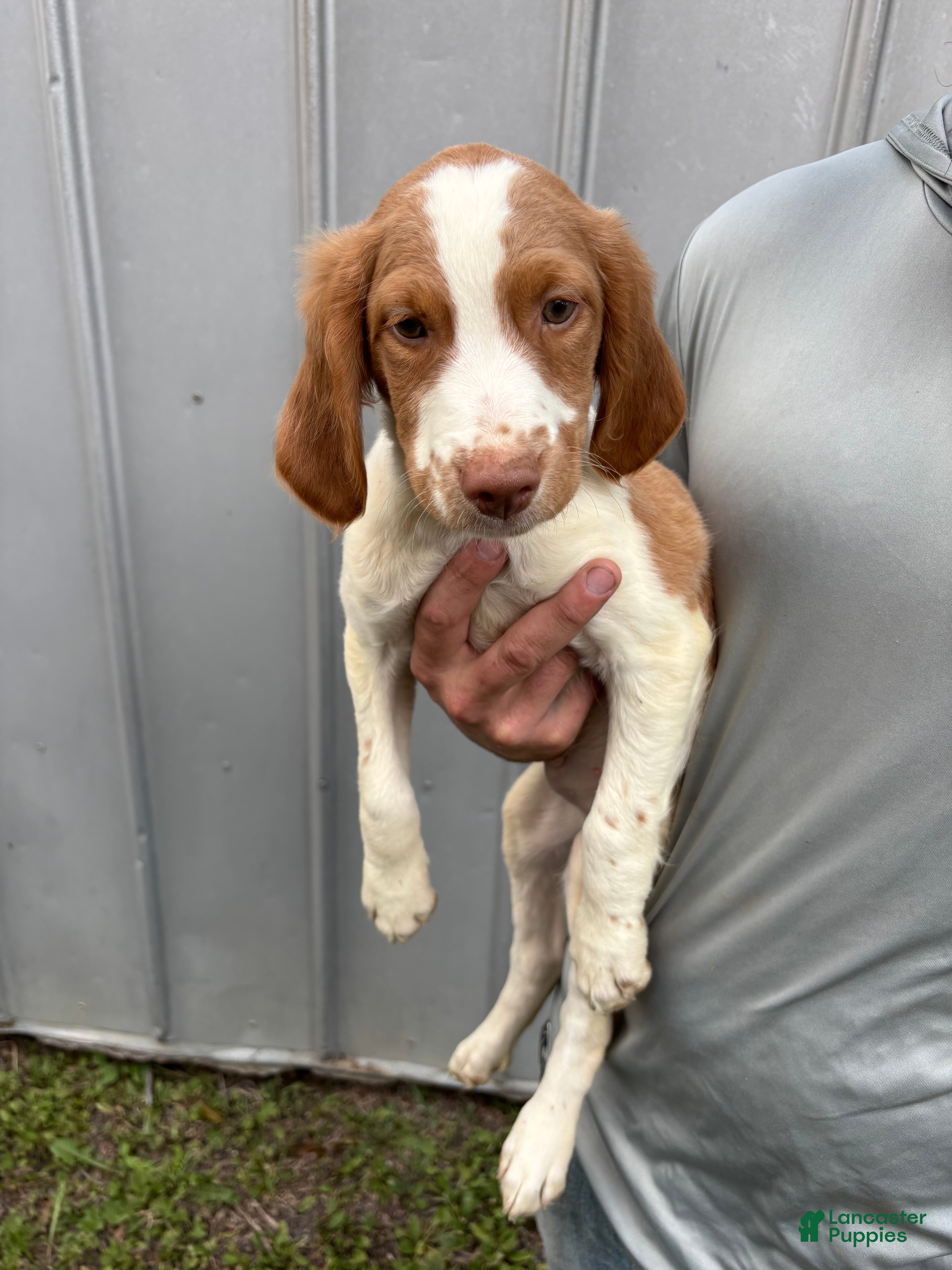 Brittany Spaniel Puppies for sale Lancaster Puppies