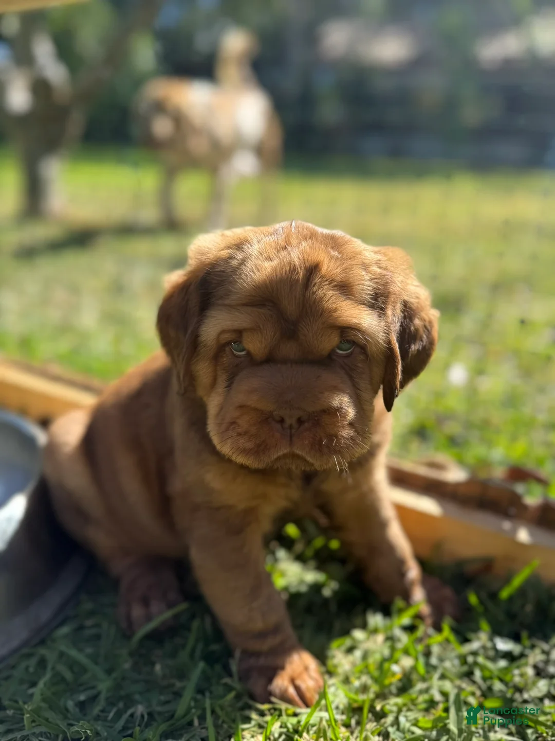 Mini Hippo dogs for sale: Mini Hippo Puppy - Alfie - Ad 1