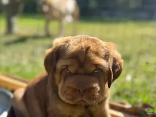 Mini Hippo dogs Mini Hippo Puppy - Alfie - Ad 2