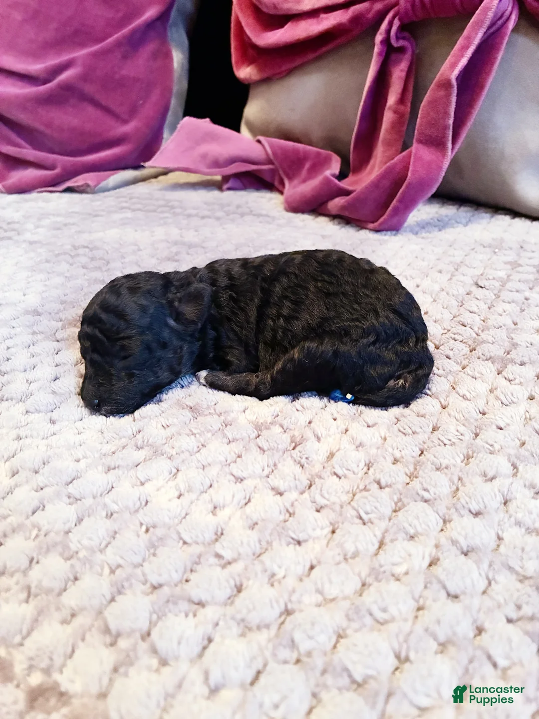 Toy Poodle dogs for sale: Iras Tut , Toy Poodle Puppy  - Ad 3