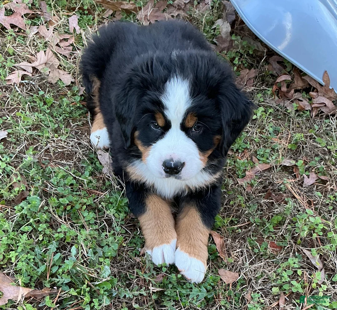 Bernese Mountain Dog dogs for sale: "Grinch"  Bernese Mountain Dog Puppy 1 - Ad 1