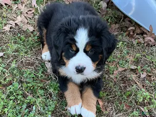 Bernese Mountain Dog dogs "Grinch" Bernese Mountain Dog Puppy 1 - Ad 4