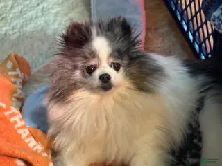 Pomeranian dogs Pomeranian Puppy 1 - Ad 27