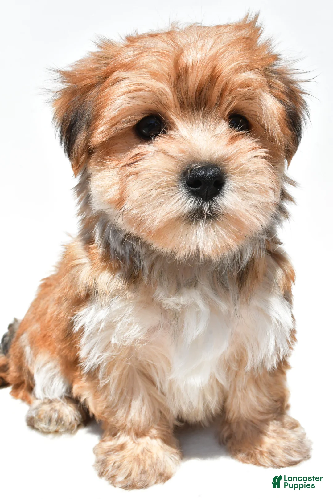 Morkie dogs for sale: Magic - Ad 1