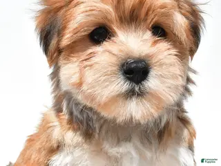 Morkie dogs for sale: Magic - Ad 2