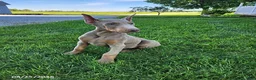 Doberman Pinscher dogs for sale: Griffin - Ad 5